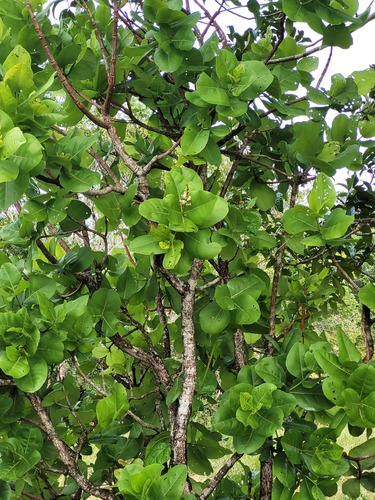 Byrsonima coccolobifolia — photo