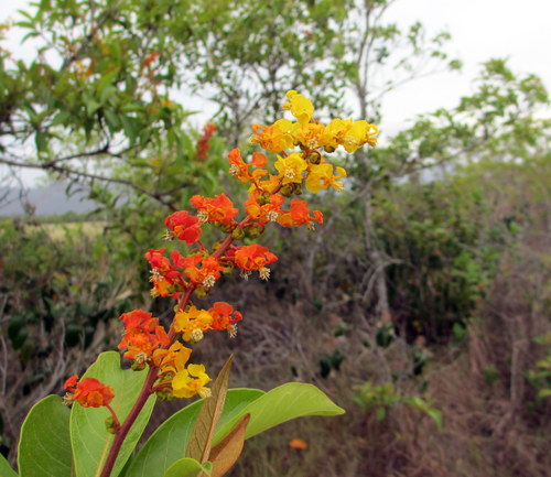 Byrsonima crassifolia (Nance) — photo
