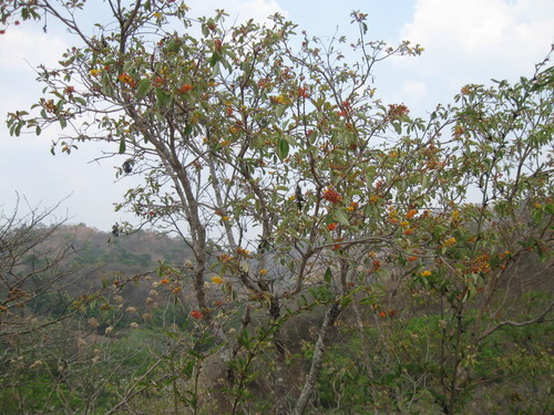 Byrsonima crassifolia (Nance) — photo