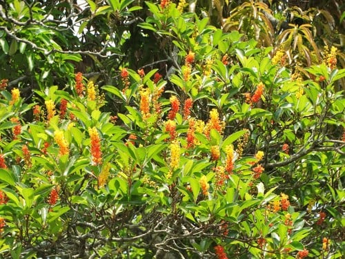 Byrsonima crassifolia
