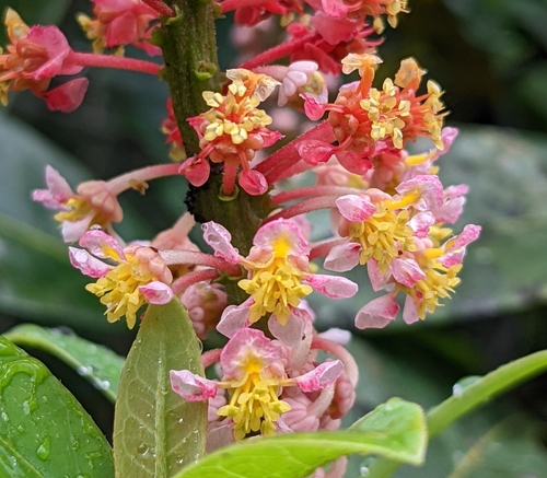 Byrsonima densa (Dense byrsonima) — photo
