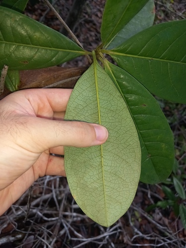 Byrsonima densa (Dense byrsonima) — photo