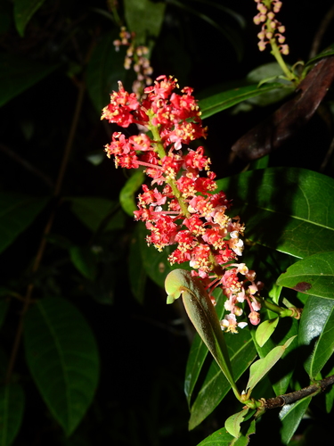 Byrsonima densa