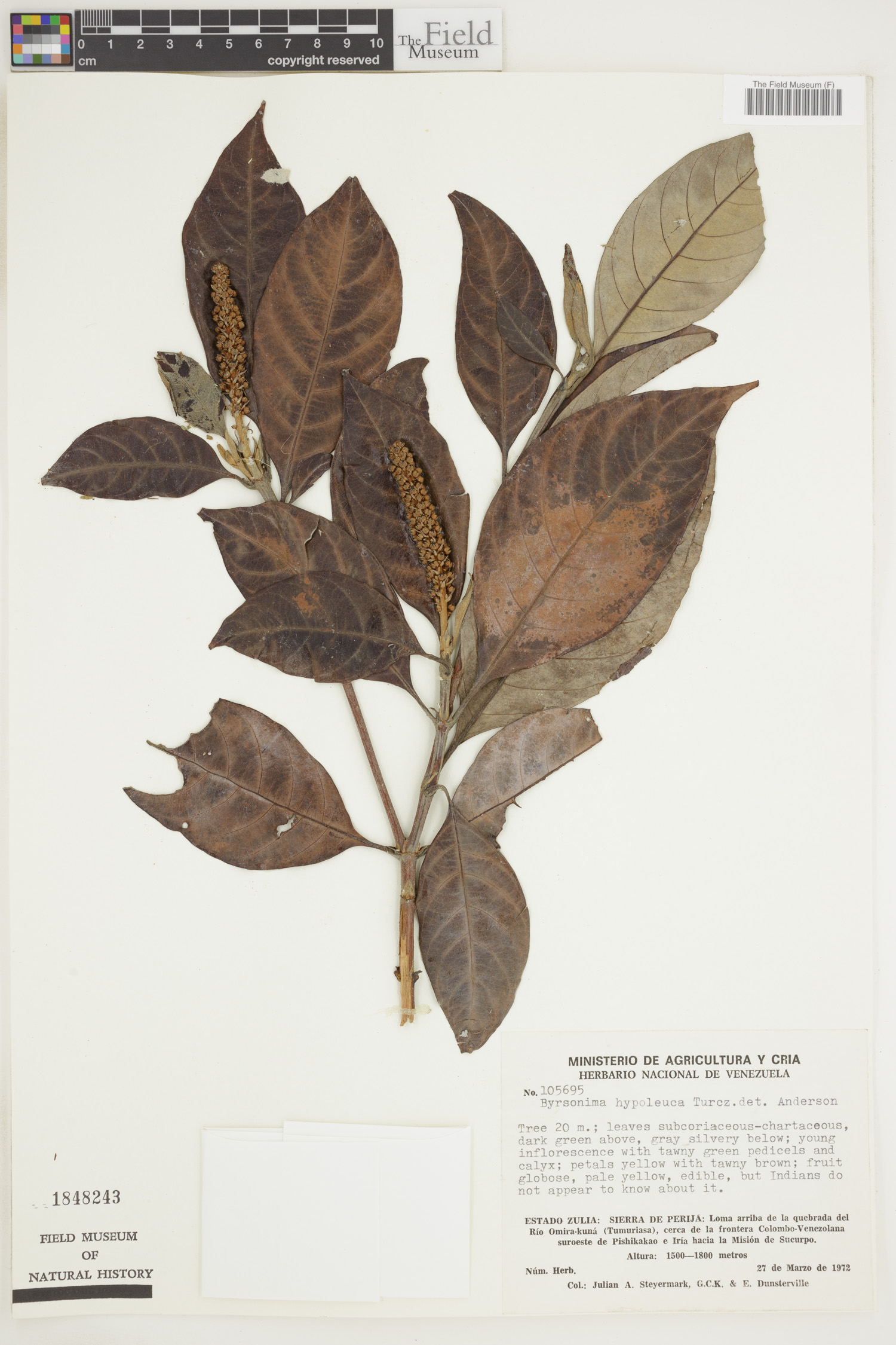 Byrsonima hypoleuca (Whitish byrsonima) — photo