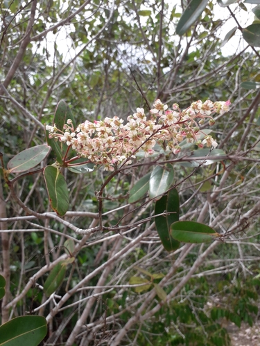 Byrsonima hypoleuca