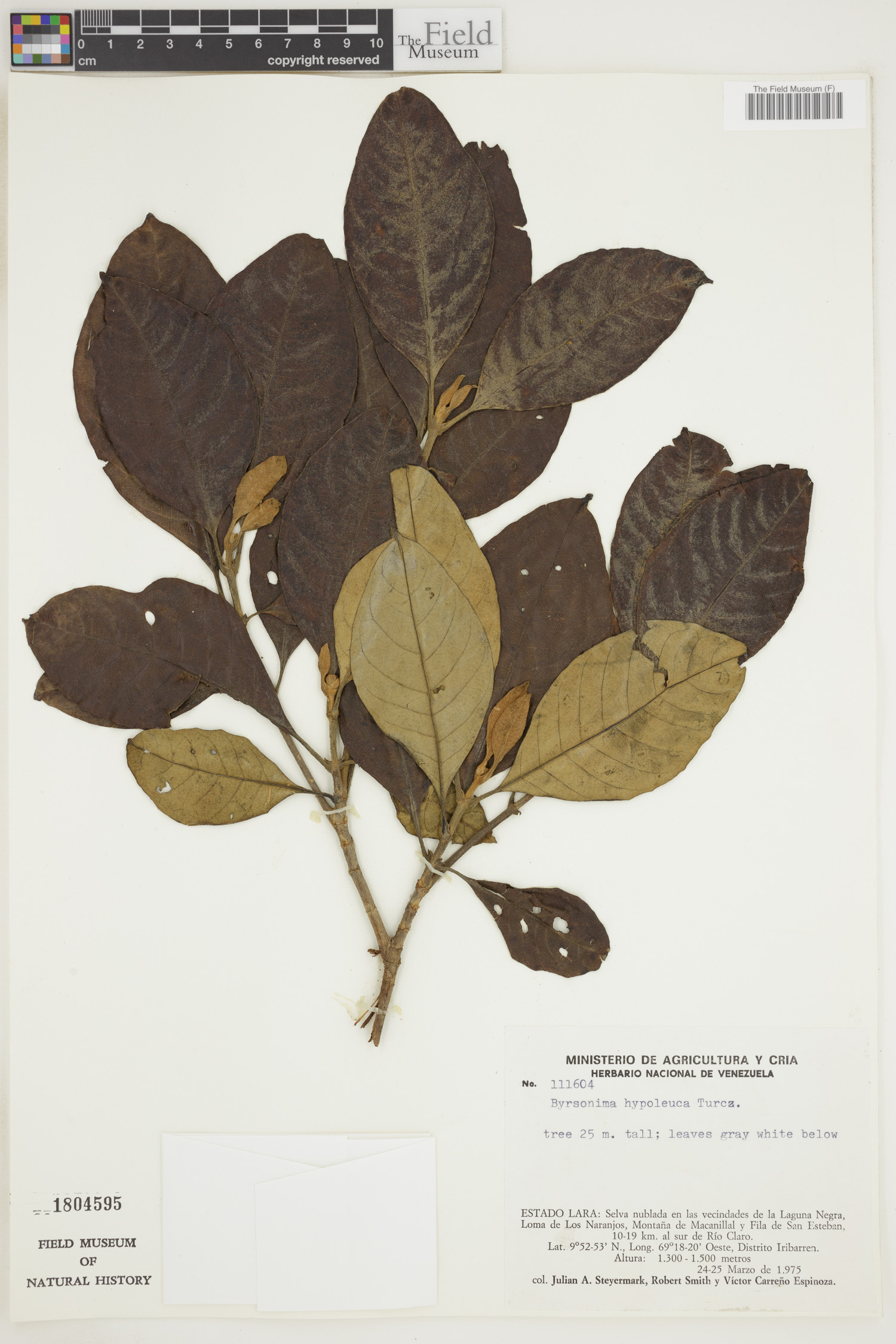 Byrsonima hypoleuca (Whitish byrsonima) — photo