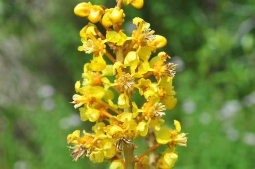 Byrsonima laxiflora — photo