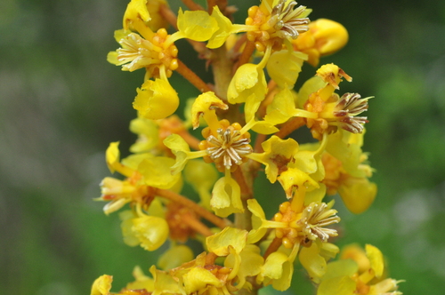 Byrsonima laxiflora — photo