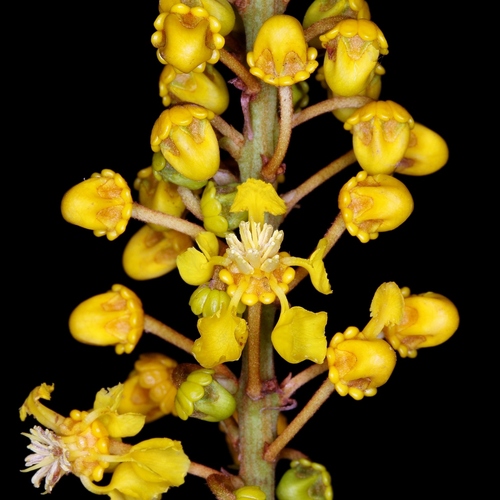 Byrsonima laxiflora