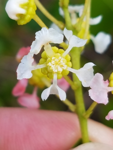 Byrsonima lucida (Guana-berry) — photo
