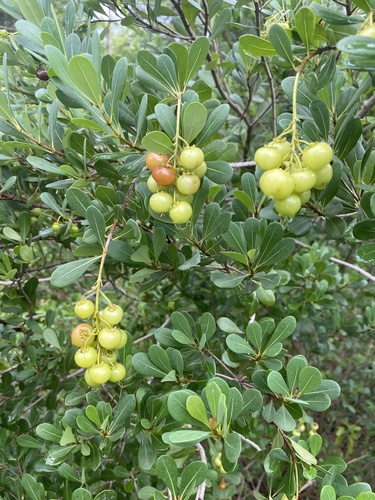 Byrsonima lucida (Guana-berry) — photo