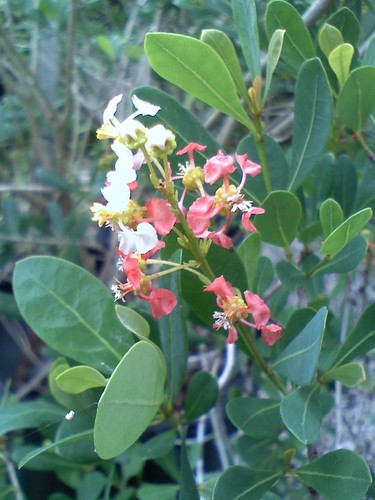 Byrsonima lucida