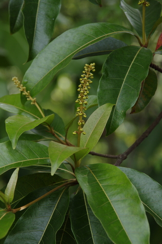Byrsonima spicata (Locust berry) — photo