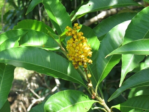 Byrsonima spicata (Locust berry) — photo