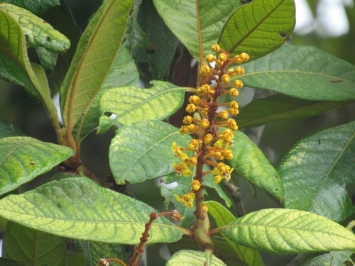 Byrsonima stipulacea
