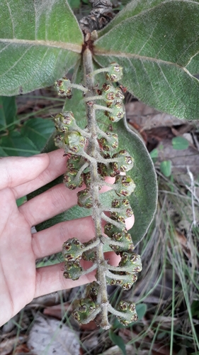 Byrsonima verbascifolia (Murici) — photo