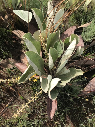 Byrsonima verbascifolia (Murici) — photo