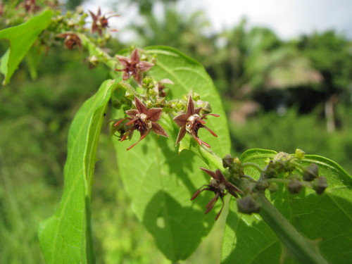Byttneria aculeata (Espino hueco) — photo