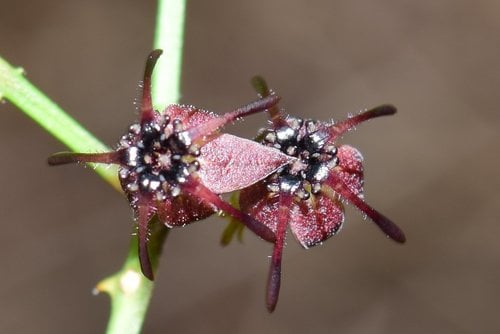 Byttneria aculeata