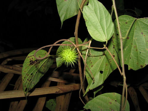 Byttneria catalpifolia subsp. africana — photo