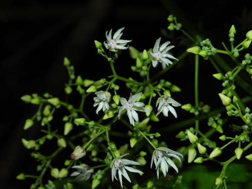 Byttneria catalpifolia subsp. africana