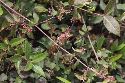 Byttneria herbacea (Common hog weed) — photo