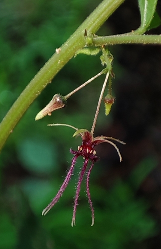 Byttneria herbacea