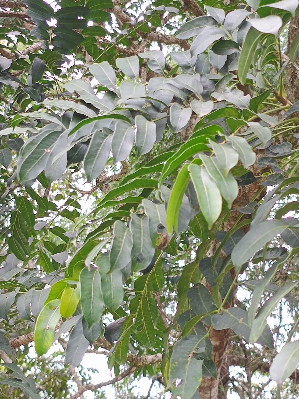 Cabralea canjerana (Canjerana) — photo
