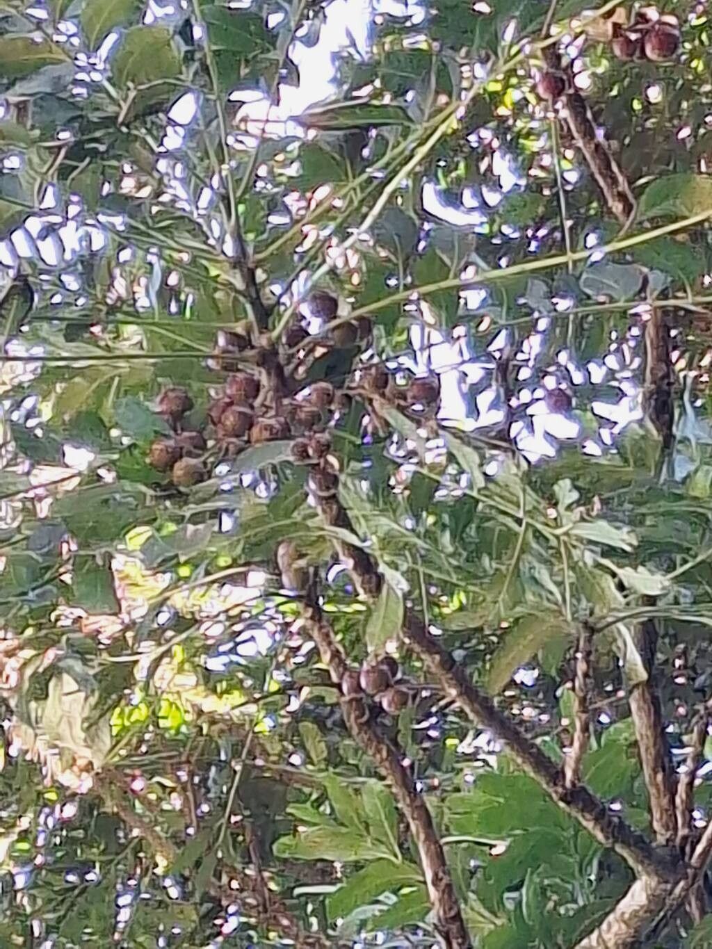 Cabralea canjerana (Canjerana) — photo