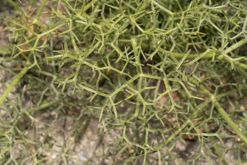Cachrys cristata (Carsamba) — photo