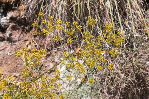 Cachrys cristata