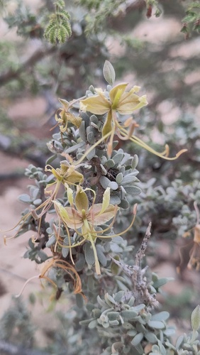 Cadaba farinosa (Esel-wood) — photo