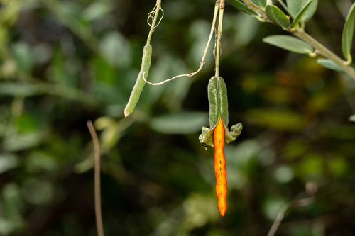 Cadaba fruticosa (Indian cadaba) — photo