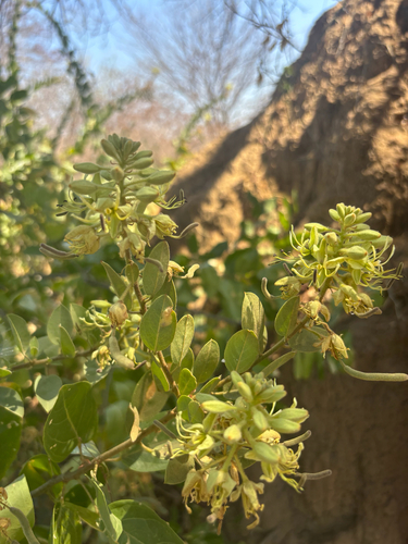 Cadaba kirkii (Large-flowered wormbush) — photo