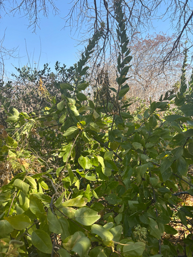 Cadaba kirkii (Large-flowered wormbush) — photo