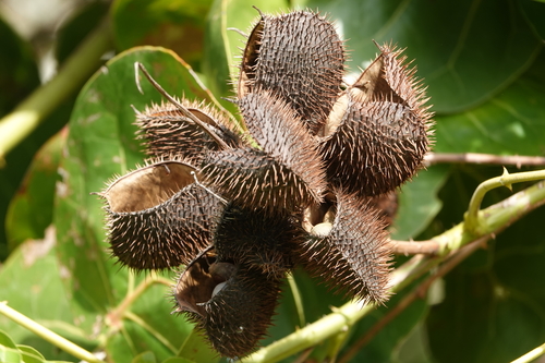 Caesalpinia bonduc (Bonduc nut) — photo
