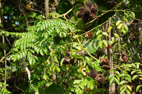 Caesalpinia bonduc (Bonduc nut) — photo