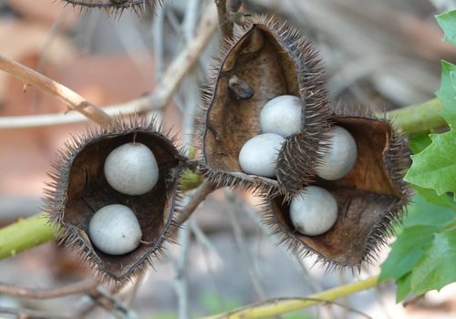 Caesalpinia bonduc