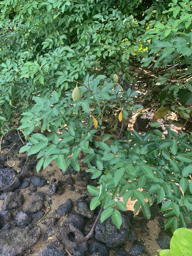 Caesalpinia crista (Wood Gossip) — photo