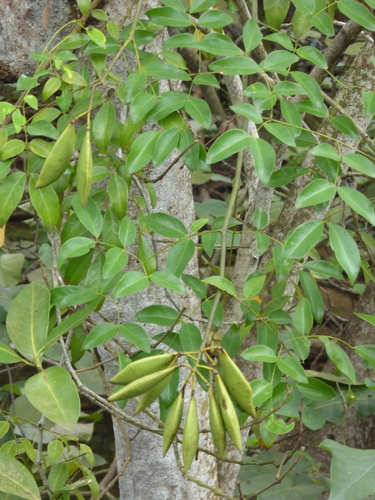Caesalpinia crista