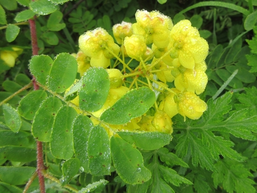 Caesalpinia decapetala