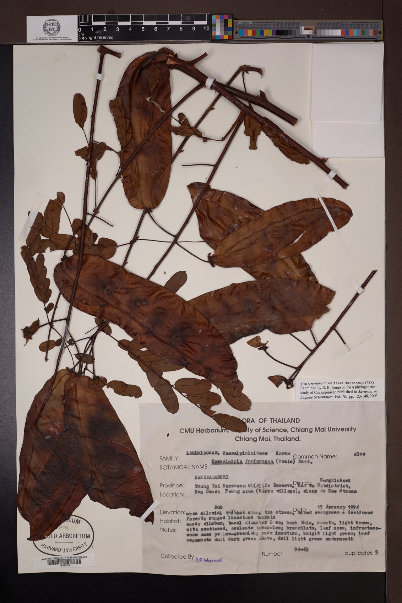 Caesalpinia furfuracea (Nguam) — photo