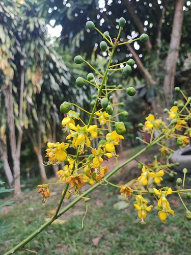 Caesalpinia furfuracea