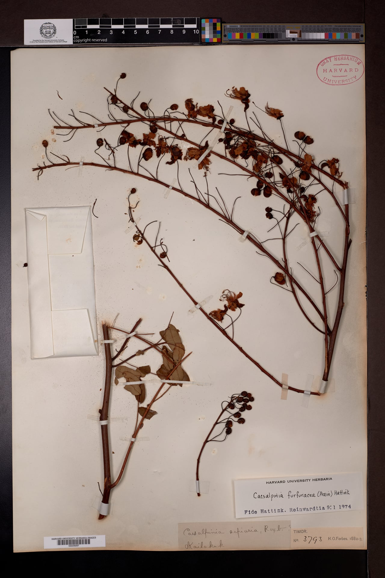 Caesalpinia furfuracea (Nguam) — photo