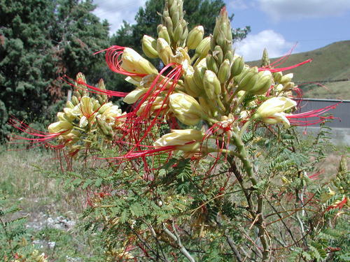Caesalpinia gilliesii (Bird of paradise tree) — photo