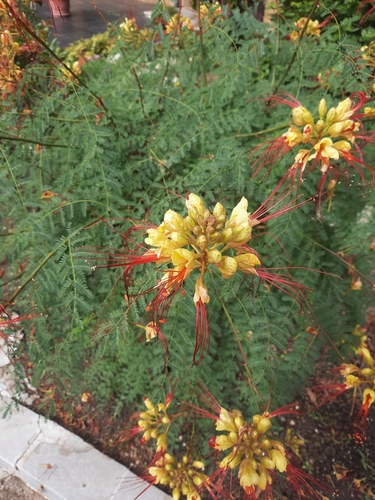 Caesalpinia gilliesii