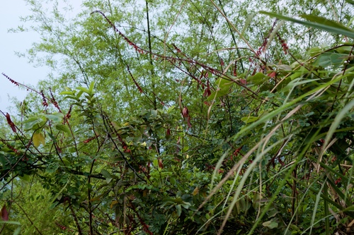 Caesalpinia latisiliqua (Sapnit tree) — photo