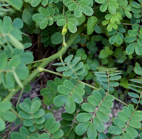 Caesalpinia latisiliqua (Sapnit tree) — photo