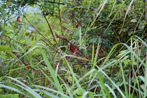 Caesalpinia latisiliqua