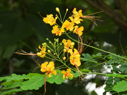 Caesalpinia pulcherrima (Barbados pride) — photo